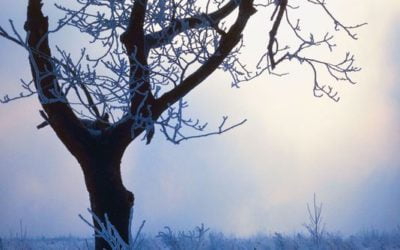 Prevent the Winter Skin Blues!